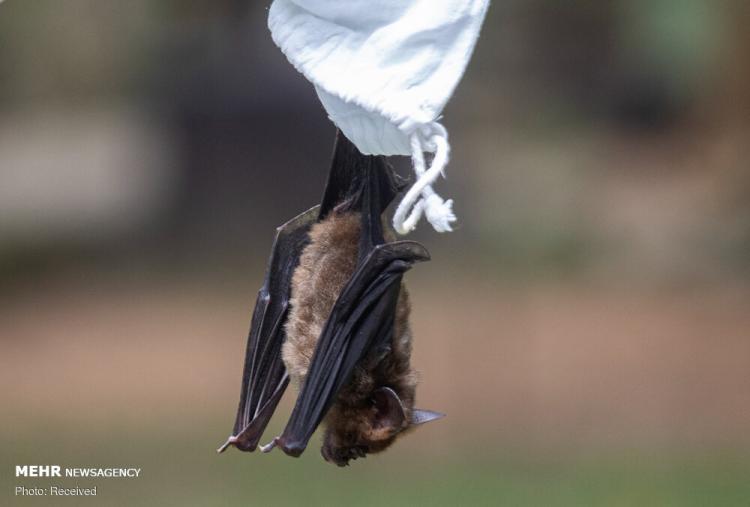 تصاویر آزمایش خفاش‌ها برای کووید ۱۹ در تایلند,عکس های بررسی خفاش ها در تایلند,تصاویر آزمایش بر روی خفاش ها در تایلند