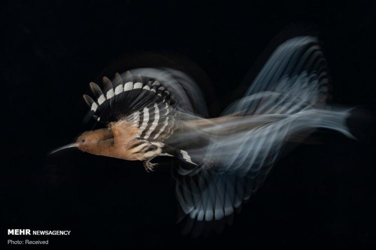 برترین عکس های دنیا با موضوع پرندگان ۲۰۲۰,تصاویری با موضوع پرندگان,عکس هایی با عنوان عکاس سال پرنده
