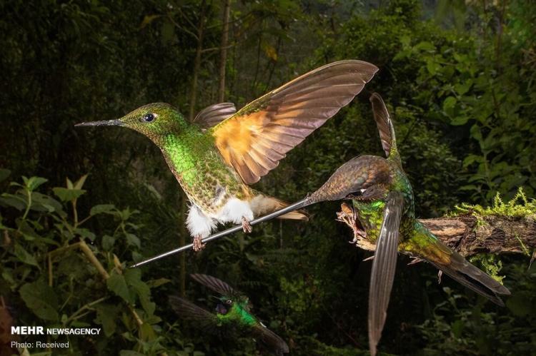 برترین عکس های دنیا با موضوع پرندگان ۲۰۲۰,تصاویری با موضوع پرندگان,عکس هایی با عنوان عکاس سال پرنده