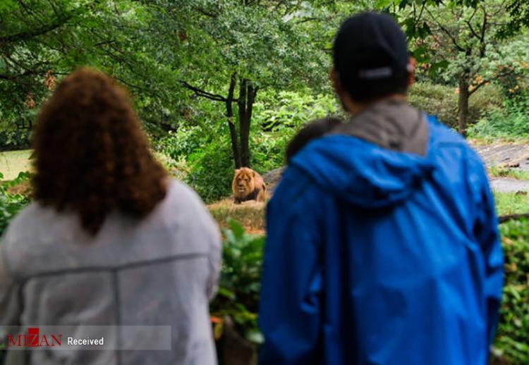 تصاویر بازگشایی باغ وحش برانکس در نیویورک,عکس های باغ وحش های آمریکا,تصاویر باغ وحش برانکس