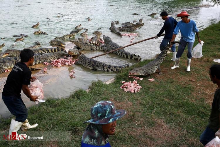 تصاویر مزرعه تمساح‌ها در تایلند,عکس تمساح,تصاویر تمساح های تایلندی