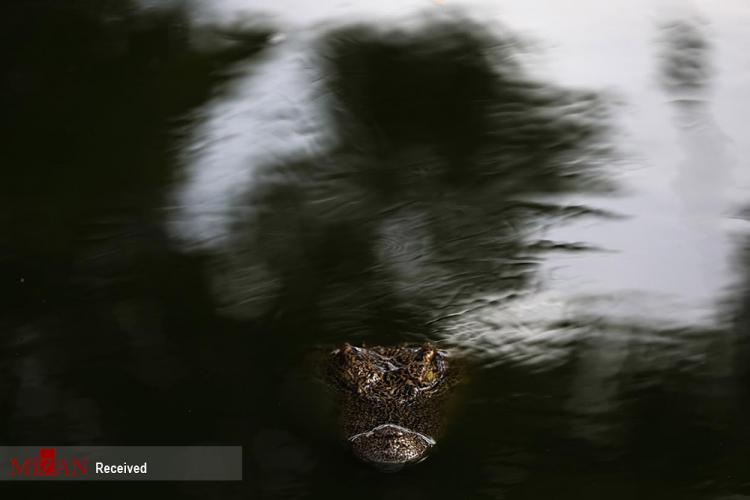 تصاویر مزرعه تمساح‌ها در تایلند,عکس تمساح,تصاویر تمساح های تایلندی