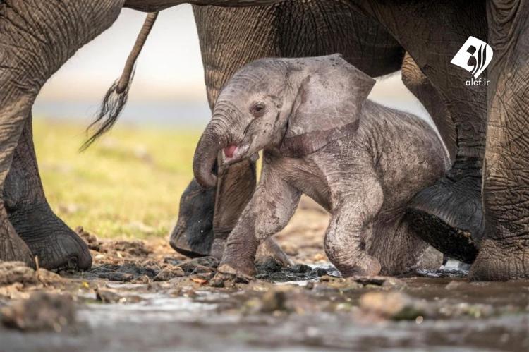 تصاویر کمک فیل مادر به فرزندش برای راه رفتن,عکس های یک فیل مادر,تصاویر فیل مادر