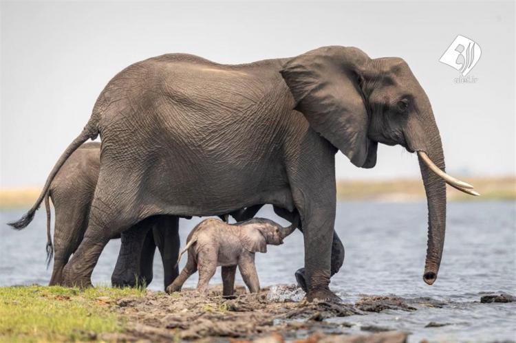 تصاویر کمک فیل مادر به فرزندش برای راه رفتن,عکس های یک فیل مادر,تصاویر فیل مادر