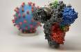 کشف نانوبادی برای خنثی کردن ویروس کرونا,اخبار پزشکی,خبرهای پزشکی,تازه های پزشکی