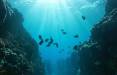 فروپاشی اکوسیستم‌های دریایی,اخبار علمی,خبرهای علمی,طبیعت و محیط زیست