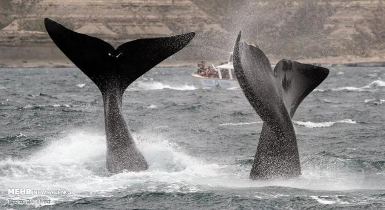 تصاویر تماشای نهنگ از نزدیک,عکس های تماشای نهنگ ن.سط توریست ها,عکس نهنگ ها از نزدیک