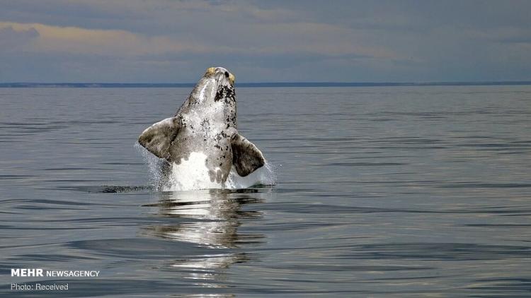 تصاویر تماشای نهنگ از نزدیک,عکس های تماشای نهنگ ن.سط توریست ها,عکس نهنگ ها از نزدیک