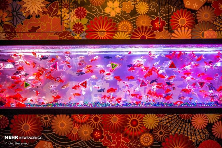 تصاویر نمایش هزاران ماهی قرمز در نمایشگاه هنر آکواریوم ژاپن,عکس های نمایشگاه هنر آکواریوم ژاپن,تصاویر نمایشگاه هنر آکواریوم ژاپن