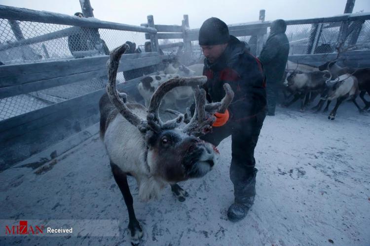 تصاویر گله گوزن‌ها در قطب شمال روسیه,عکس های گوزن ها در روسیه,تصاویری از گوزن ها در روسیه