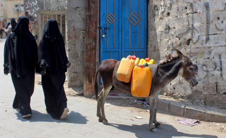 تصاویر الاغ ها در یمن,عکس های الاغ در یمن,تصاویر جابجایی آب و کالا با الاغ در یمن