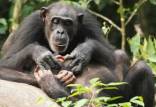 شامپانزه,اخبار علمی,خبرهای علمی,طبیعت و محیط زیست