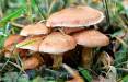 مسمومیت شدید با خوردن قارچ‌ وحشی در گیلان,اخبار پزشکی,خبرهای پزشکی,بهداشت