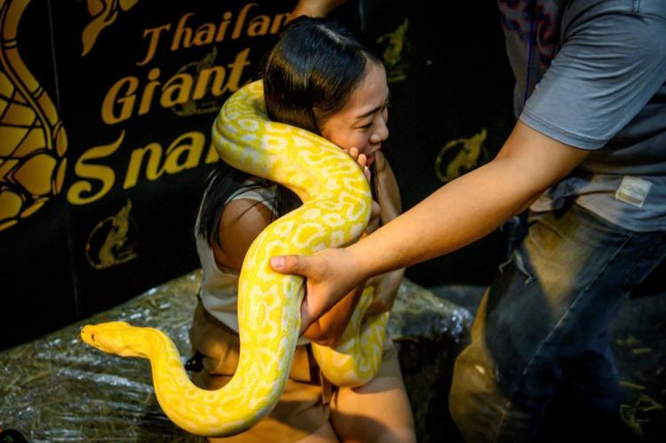 تصاویر نمایشگاه حیوانات خانگی در بانکوک,عکس های نمایشگاه حیوانات خانگی در تایلند,تصاویر نمایشگاه حیوانات در تایلند