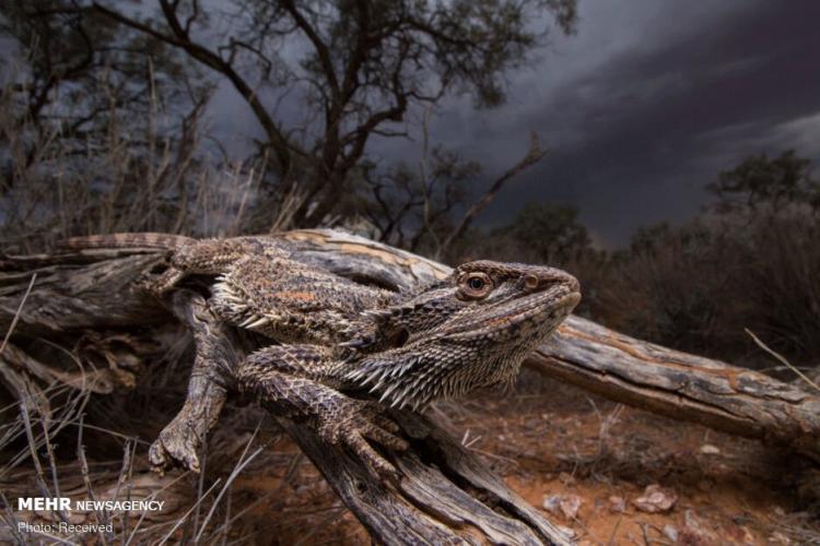 تصاویر حیات وحش استرالیا از نگاه عکاسان,عکس های حیات وحش,تصاویر حیات وحش استرالیا