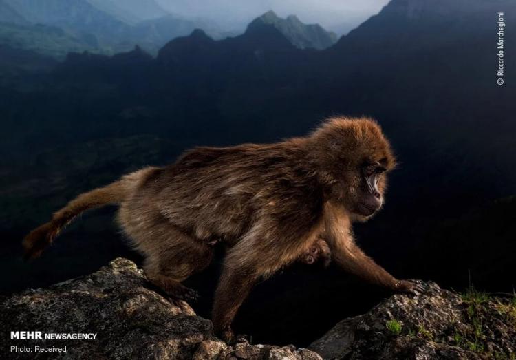 برترین عکس‌های حیات وحش ۲۰۲۰,تصاویر حیات وحش,مسابقه عکاسی حیات وحش