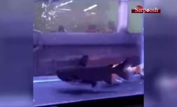 فیلم/ ماهی ماهی‌خوار در آکواریم! ‎