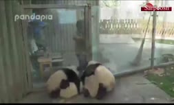 فیلم/ بازیگوشی پانداها در باغ وحش