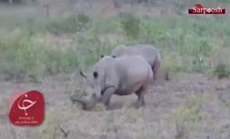 فیلم/ کرگدنی با شاخ برعکس در آفریقای جنوبی