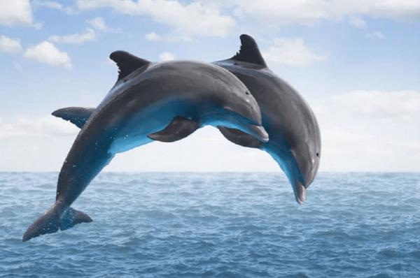 نجات دلفین‌های واقعی با کمک دلفین‌های رباتیک,اخبار علمی,خبرهای علمی,طبیعت و محیط زیست