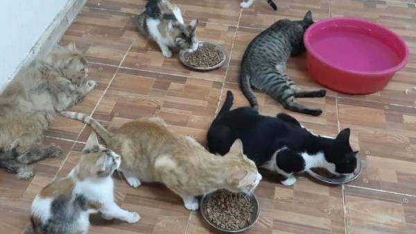 اخراج یک مستاجر به همراه گربه هایش در اسپانیا,اخبار جالب,خبرهای جالب,خواندنی ها و دیدنی ها