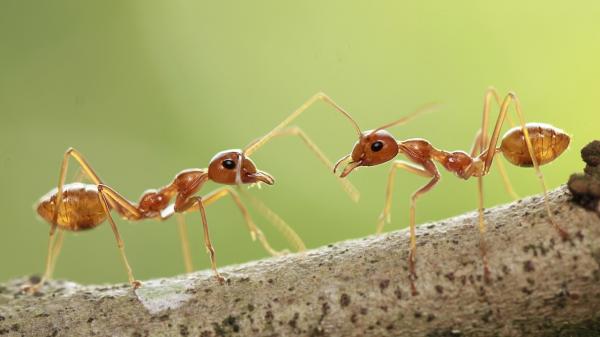 فروش مورچه‌ها در سنگاپور,اخبار جالب,خبرهای جالب,خواندنی ها و دیدنی ها