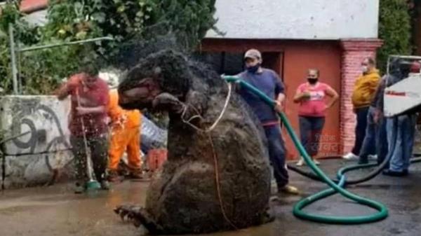 موش عظیم‌الجثه در فاضلاب مکزیک,اخبار جالب,خبرهای جالب,خواندنی ها و دیدنی ها