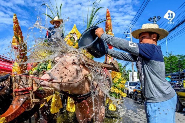 تصاویر جشنواره گاومیش سواری در تایلند,عکس های مسابقه گاومیش در تایلند,تصاویری از مسابقه با گاومیش در تایلند