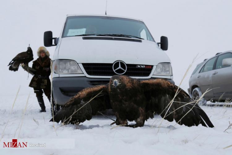 تصاویر مراحل شکار با عقاب در قزاقستان,عکس های شکار با عقاب,تصاویری از شکار با عقاب