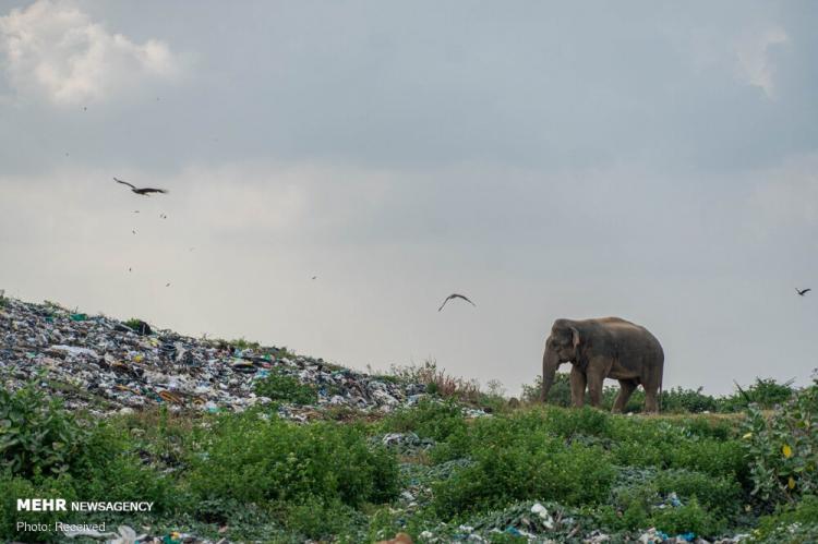 تصاویر فیل های زباله خوار,عکس های فیل های زباله خور,تصاویری از فیل های زباله خور در سریلانکا