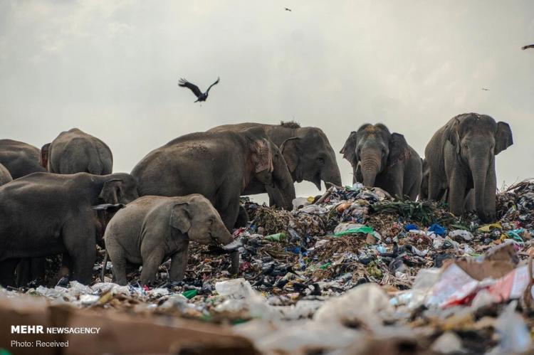تصاویر فیل های زباله خوار,عکس های فیل های زباله خور,تصاویری از فیل های زباله خور در سریلانکا