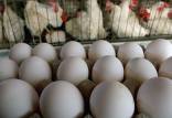 قیمت مرغ و تخم مرغ,اخبار اقتصادی,خبرهای اقتصادی,کشت و دام و صنعت