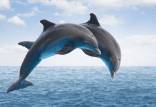 نجات دلفین‌های واقعی با کمک دلفین‌های رباتیک,اخبار علمی,خبرهای علمی,طبیعت و محیط زیست