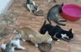 اخراج یک مستاجر به همراه گربه هایش در اسپانیا,اخبار جالب,خبرهای جالب,خواندنی ها و دیدنی ها