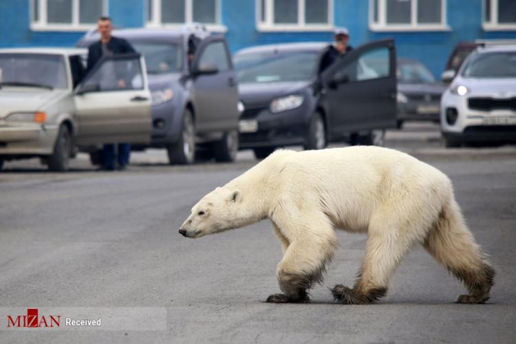 تصاویر زندگی خرس‌های قطبی,عکس خرس قطبی,تصاویری از خرس های قطبی در روسیه