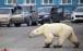 تصاویر زندگی خرس‌های قطبی,عکس خرس قطبی,تصاویری از خرس های قطبی در روسیه