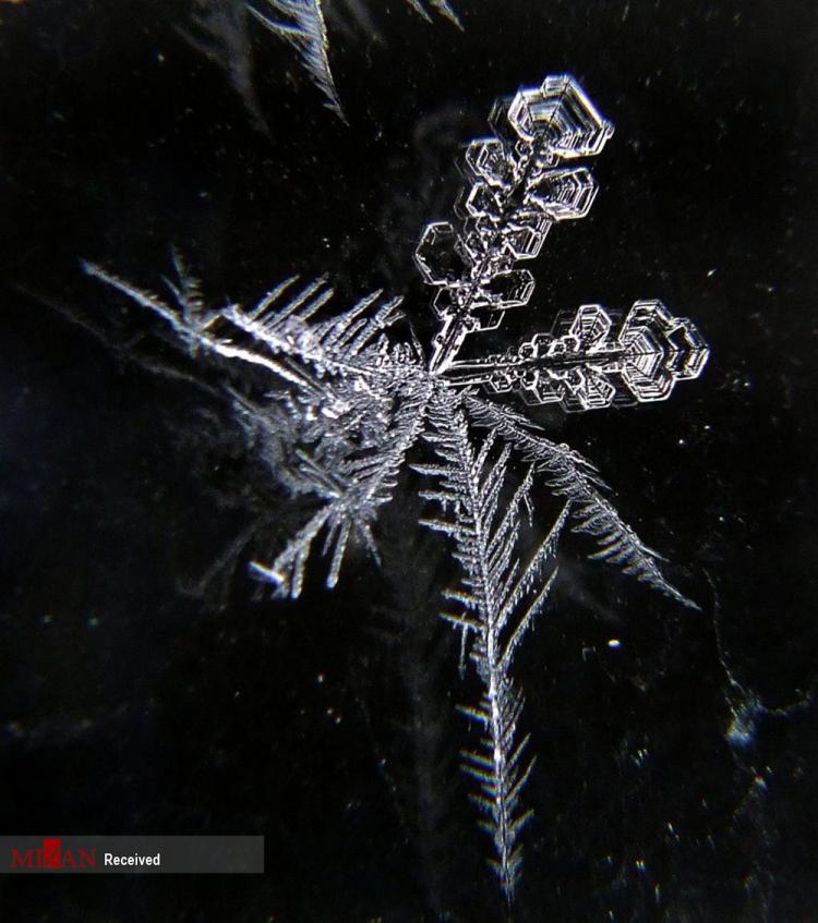تصاویر دانه‌های برف زیر میکروسکوپ,عکس هایی از برف,تصاویر دانه های برف