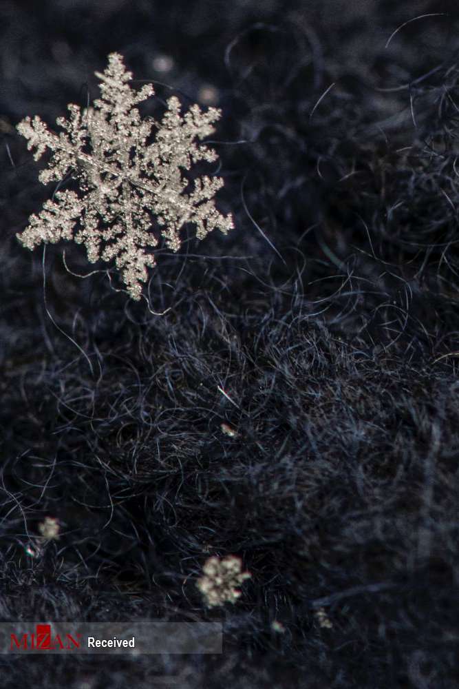 تصاویر دانه‌های برف زیر میکروسکوپ,عکس هایی از برف,تصاویر دانه های برف