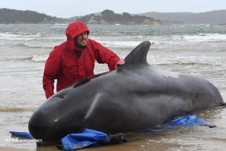 تصاویر خودکشی دسته‌جمعی نهنگ‌ها در سواحل تاسمانی,عکس های خودکشی نهنگ ها,تصاویر خودکشی نهنگ ها در سواحل تاسمانی