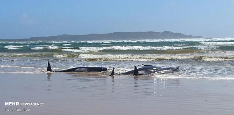 تصاویر خودکشی دسته‌جمعی نهنگ‌ها در سواحل تاسمانی,عکس های خودکشی نهنگ ها,تصاویر خودکشی نهنگ ها در سواحل تاسمانی
