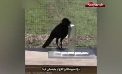 فیلم/ کلاغی نابغه با درکی بالا از علم فیزیک