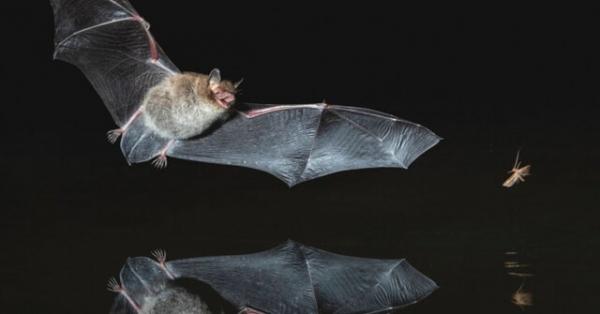 ویژگی های خفاش ها,اخبار علمی,خبرهای علمی,طبیعت و محیط زیست