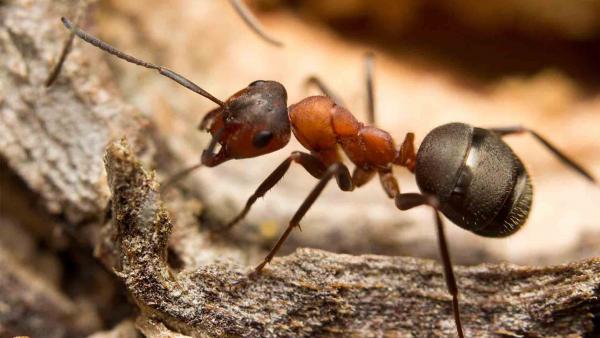 خوردن اسید بدن توسط مورچه,اخبار علمی,خبرهای علمی,طبیعت و محیط زیست