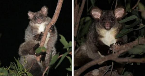 ۲ گونه جدید پستاندار در استرالیا,اخبار علمی,خبرهای علمی,طبیعت و محیط زیست