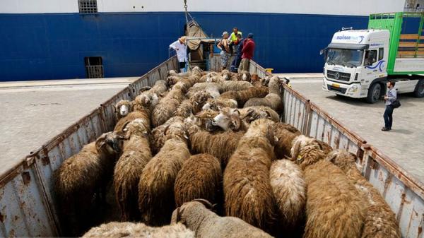 شیوخ عرب مشتریان گوسفندان ایران,اخبار اقتصادی,خبرهای اقتصادی,کشت و دام و صنعت