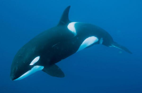خطر ابتلا به کرونادر دلفین‌ها و نهنگ‌ها,اخبار علمی,خبرهای علمی,طبیعت و محیط زیست