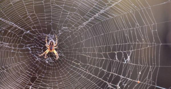 عنکبوت نر قبل از جفت گیری,اخبار علمی,خبرهای علمی,طبیعت و محیط زیست