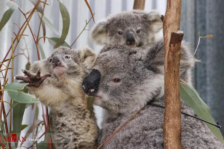 تصاویر کوالا‌های استرالیا در آستانه انقراض,عکس های انقراض کوالا‌ها در استرالیا,تصاویر کوالا‌ها در استرالیا