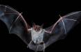 ویژگی های خفاش ها,اخبار علمی,خبرهای علمی,طبیعت و محیط زیست