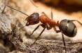 خوردن اسید بدن توسط مورچه,اخبار علمی,خبرهای علمی,طبیعت و محیط زیست